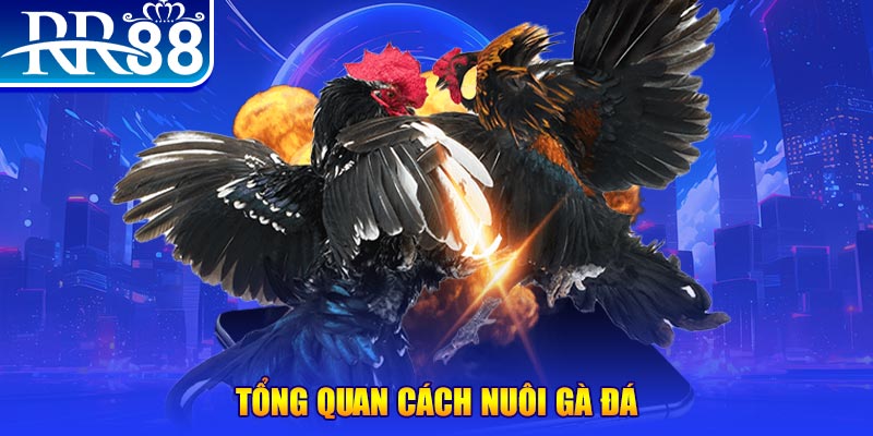 win99 club VA Điện Tử